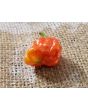 Hot Pepper 'Jigsaw Cross' Seeds (Certified Organic)