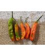 Hot Pepper 'Ghostly Jalapeno' Seeds (Certified Organic)