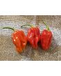Hot Pepper 'Tiger Teeth x 7 Pot Bubblegum (BBG7)' Seeds (Certified Organic)