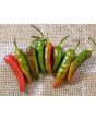 Hot Pepper 'Martin's Carrot' Seeds (Certified Organic)