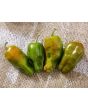 Hot Pepper ‘Leutschauer Paprika’