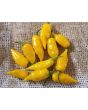 Hot Pepper ‘Chupetinho JXL Yellow' Seeds (Certified Organic)