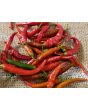 Hot Pepper ‘Long Red Cayenne’