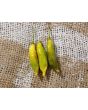 Hot Pepper 'Aji Lemon Drop' Seeds (Certified Organic)