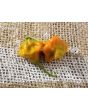 Hot Pepper ‘Balloon’ AKA ‘Bishop’s Crown’