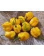 Hot Pepper 'Yellow Carolina Reaper' AKA ‘Reaper Moruga Yellow' Seeds (Certified Organic)