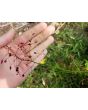 Jewels of Opar AKA Fame Flower Seeds (Certified Organic)