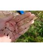 Jewels of Opar AKA Fame Flower Seeds (Certified Organic)
