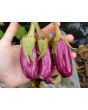Eggplant ‘Tsakoniki’ 