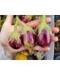 Eggplant ‘Mumbai’