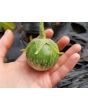 Eggplant ‘Lao Green Stripe’ Seeds (Certified Organic)