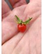 Tomato 'Red Currant'