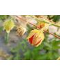 Litchi Tomato AKA Morelle de Balbis 