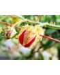 Litchi Tomato AKA Morelle de Balbis 