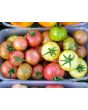 Tomato 'Dragon's Eye' 