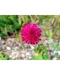 Cherry Red Scabiosa Seeds (Certified Organic) Knautia macedonica 