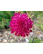 Cherry Red Scabiosa Seeds (Certified Organic) Knautia macedonica 