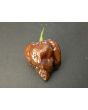 Hot Pepper ‘Trinidad Chocolate Scorpion Cappuccino’ Seeds (Certified Organic)