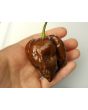 Hot Pepper ‘Trinidad Chocolate Scorpion Cappuccino’ Seeds (Certified Organic)