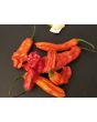 Hot Pepper 'Ghostly Jalapeno' Seeds (Certified Organic)