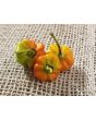 Hot Pepper ‘Brazilian Starfish' Seeds (Certified Organic)