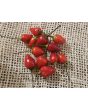 Hot Pepper ‘Bolivian Rainbow' Seeds (Certified Organic)