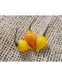 Hot Pepper ‘Biquinho Yellow’ Seeds (Certified Organic)