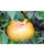 Tomato 'Pineapple'