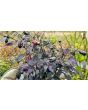 Hot Pepper 'Scarlett's Chili Variegated' Seeds (Certified Organic)