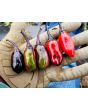 Hot Pepper 'Scarlett's Chili Variegated' Seeds (Certified Organic)