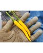 Hot Pepper ‘Cedrino' Seeds (Certified Organic)