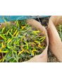 Hot Pepper ‘Yellow Thai’ Seeds (Certified Organic)