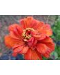 Zinnia 'Fruit Smoothie Mix' Seeds (Certified Organic)