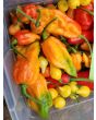 Hot Pepper ‘Ghor Pion' 