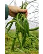 Hot Pepper 'Thunder Cacho Brown' Seeds (Certified Organic)