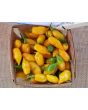 Hot Pepper ‘Chupetinho JXL Yellow' Seeds (Certified Organic)