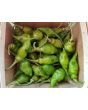 Hot Pepper ‘Green Trinidad Scorpion’ 