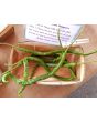 Hot Pepper 'Thunder Cacho Brown' Seeds (Certified Organic)