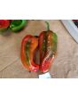 Hot Pepper ‘Pimiento de Padron’ Seeds (Certified Organic)