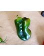 Hot Pepper 'Ancho San Luis Poblano' Seeds (Certified Organic)
