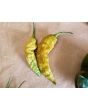 Hot Pepper ‘Bhut Jolokia (Ghost) Solid Gold' Seeds (Certified Organic)