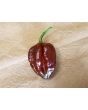 Hot Pepper ‘Trinidad Chocolate Scorpion Cappuccino’ Seeds (Certified Organic)