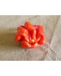 Hot Pepper 'Jigsaw Cross' Seeds (Certified Organic)