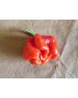 Hot Pepper 'Jigsaw Cross' Seeds (Certified Organic)