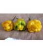 Hot Pepper 'Papa Dreadie Scotch Bonnet' Seeds (Certified Organic)