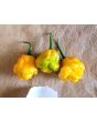 Hot Pepper 'Papa Dreadie Scotch Bonnet' Seeds (Certified Organic)