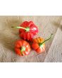Hot Pepper ‘Brazilian Starfish' Seeds (Certified Organic)