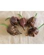 Hot Pepper ‘Big Black Mama' Seeds (Certified Organic)