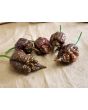 Hot Pepper ‘Big Black Mama' Seeds (Certified Organic)