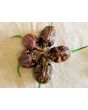 Hot Pepper ‘Big Black Mama' Seeds (Certified Organic)